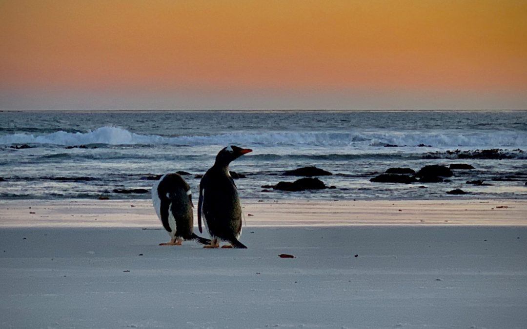 The Falkland Islands – a journey to the bottom of the Earth